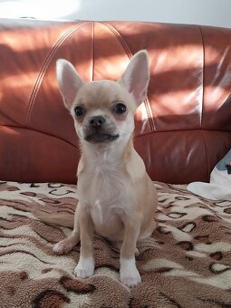 BUNIA Chihuahua  ZKWP / FCI - 2