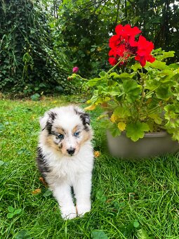 Sheltie, shetland sheepdog, owczarek szetlandzki, piesek - 2