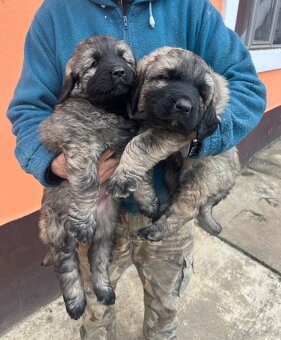 Szczenięta Owczarka Kaukaskiego - 2