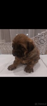 Na sprzedaż 2 szczenięta rasy Owczarek Mongolski Bankhar, - 2