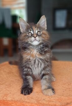 Maine Coon kotka rodowód fpl - 2