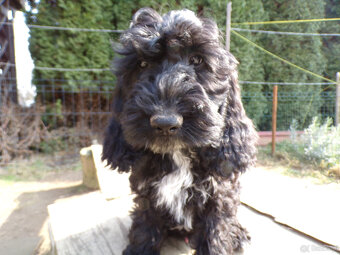 Cockapoo F1, ostatni piesek, czarny - 2