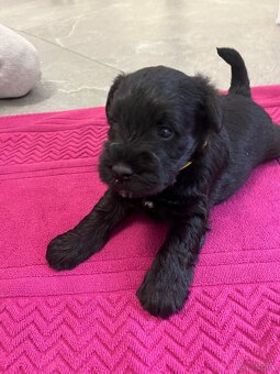 Sznaucer Miniaturowy - 2