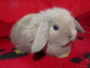 Beżowe króliki mini lop - 2