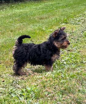 Suczka rasy australijski silky terrier – Dirké - 2