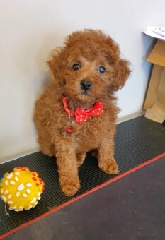 Pudel ,Pudelek Toy piesek red - 2