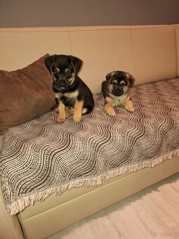 Oddam w dobre ręce - 2