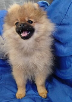 Szpic miniaturowy pomeranian - 2