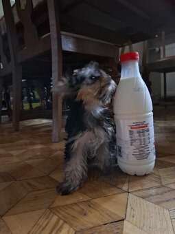 Yorkshire terrier xxs - 2