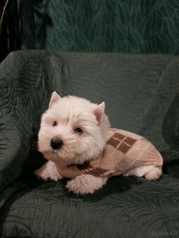 Wzorcowe Westy mega gesty włos white terrier ojciec FCI - 2