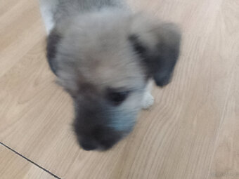 Młody szczeniak - 2