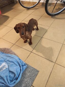 Sprzedam jamnika - 2