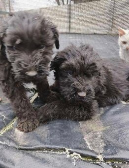 Sprzedam suczkę terier rosyjski czarna - 2