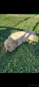 Szczeniaki Labrador - 2