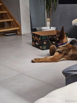 Owczarek belgijski suka 8 miesiecy - 2