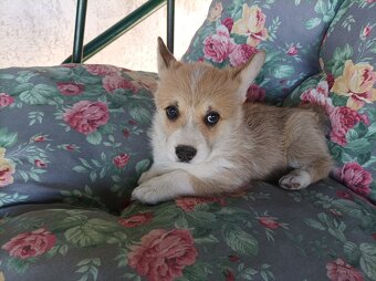 Suczka welsh corgi pembroke ZKwP FCI - 2