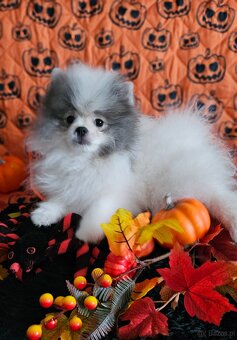 Szpic Miniaturowy/Pomeranian dla Konsenera Blue&white - 2