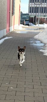 Pies czekoladowy Chihuahua - 2