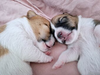 Ceylon Jack Russell Terrier FCI - 2
