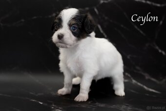 Spaniel kontynentalny miniaturowy – odmiana Phalène z rodowo - 2
