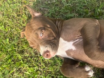 Suczka 1,5 roczna pitbull - 2