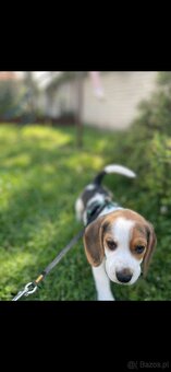 Pies Szczeniak Rasowy Beagle - 2