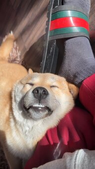 Piesek Shiba Inu - 2