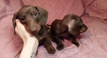 Jamnik krótkowłosy czekoladowy podpalany - 2