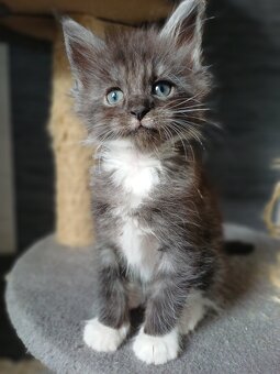 Maine Coon kotka rodowód fpl - 2