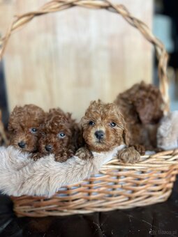 Toy Pudel – piękne szczenięta - 2