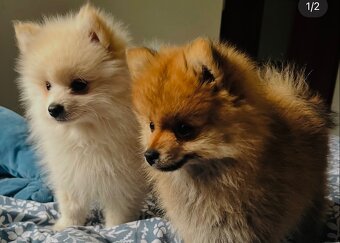 Szpic miniaturowy pomeranian piękny - 2