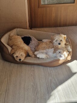 Maltipoo F1 - 2