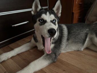 Śliczny Syberian husky szczenię z rodowodem - 2