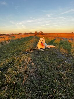 Biały Owczarek Szwajcarski - 2