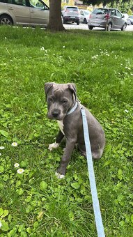 Amstaff Szczeniak - 2