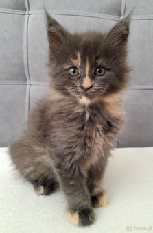 Maine coon - 2