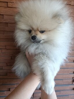 Szpic miniaturowy - pomeranian - 2