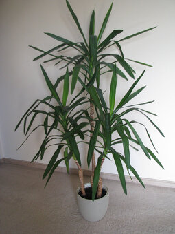 Juka – piękny, zdrowy, duży kwiat doniczkowy,  3-pienny, 1,6 - 2