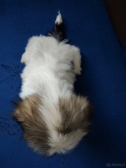 Suczka Shih-tzu - 2