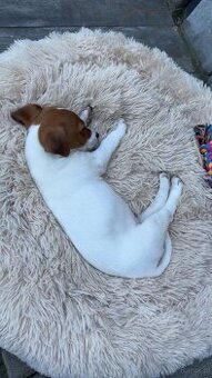 Jack Russell Terrier - 2