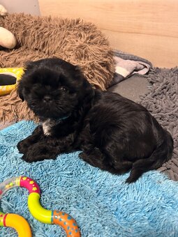 Shihtzu - 2