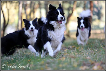 szczeniaki Border Collie psy suczki rodowód ZKwP FCI - 2