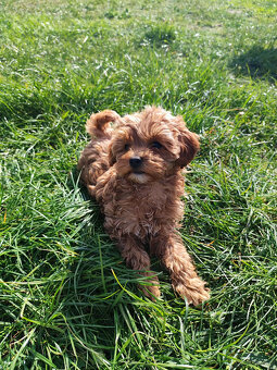 Sprzedam szczeniaki rasy pudel toy - 2