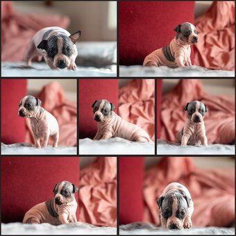 Amerykánski terier bezwłosy - 2