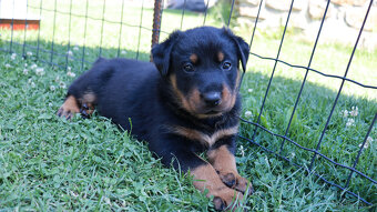 Beauceron Szczenięta z rodowodem - 2