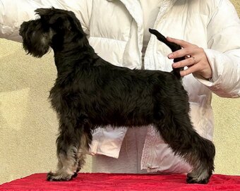 Suczka sznaucer miniaturowy - 2