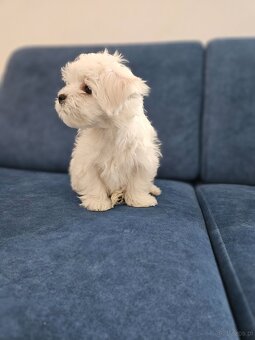 Sprzedam maltańczyka - 2