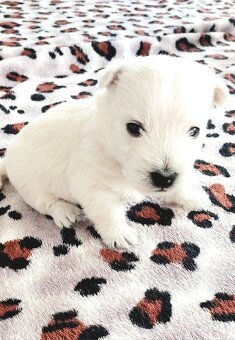 Szczeniak West Highland White Terrier - 2
