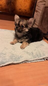 Chichuahua - 2