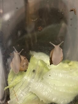 Sprzedam Ślimaki afrykańskie Lissachatina (Achatina)fulicia - 2